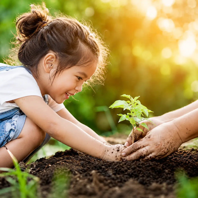 Child planting a small green seedling with adult hands in warm golden sunlight, representing sustainability and nature learning.